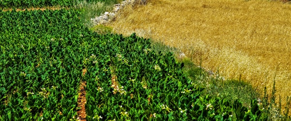 Jagung
